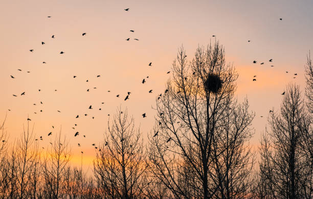 uccelli che tornano ai loro nidi sotto il sole al tramonto - crows nest foto e immagini stock