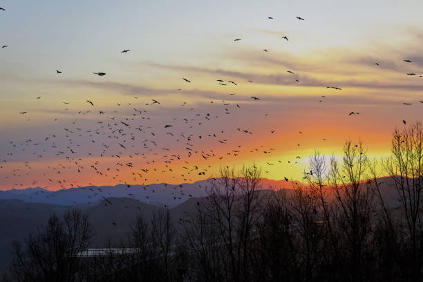 istock Birds returning to their nests in the setting sun 1217338296
