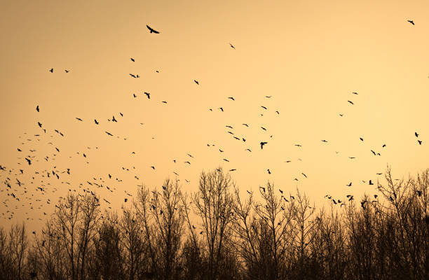 istock Birds returning to their nests in the setting sun 1217338314