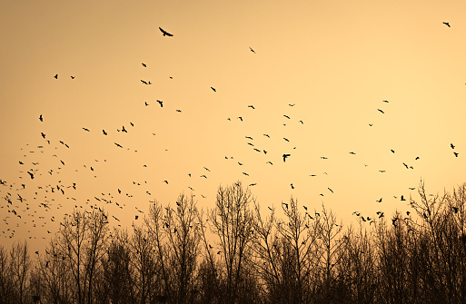 Birds returning to their nests in the setting sun