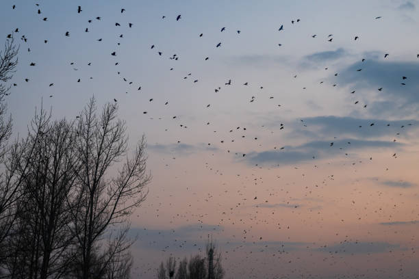 istock Birds returning to their nests in the setting sun 1217338363