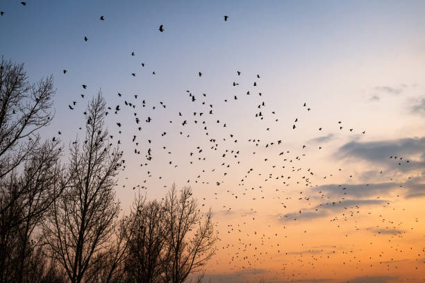Crows gathering at dusk in bare winter twilight trees