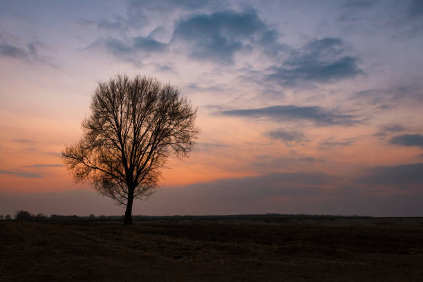 Lonely trees in the dusk