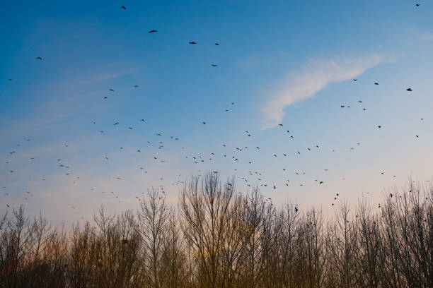 istock Birds returning to their nests in the setting sun 1217338472
