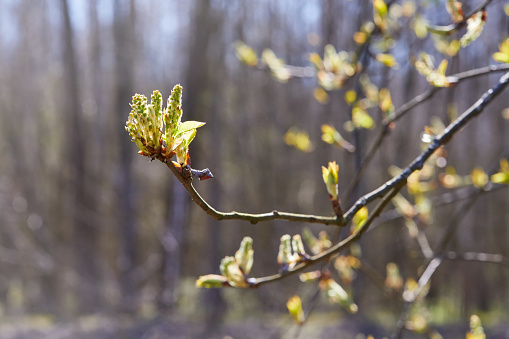 Young small bud of bird cherry in early spring. Prunus padus, or May day tree, with fresh green foliage, close up with selective focus and copy space