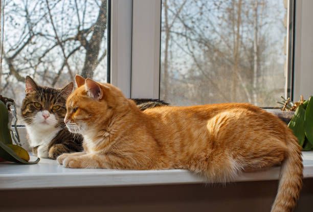 istock Red and gray cat sit together on the windowsill 1217342524