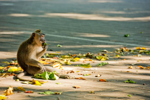 istock Monkey sits on the parking and eating leaves. Monkey forest, Ubud, Bali, Indonesia. 1217342636