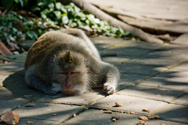 istock Large male monkey is resting on its territory. Monkey forest, Ubud, Bali, Indonesia. 1217342711