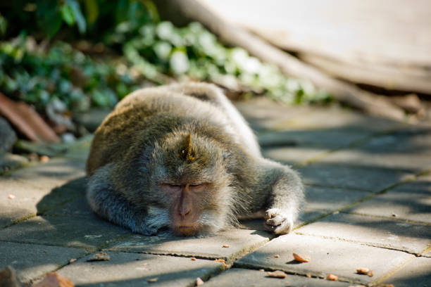 istock Large male monkey is resting on its territory. Monkey forest, Ubud, Bali, Indonesia. 1217342725