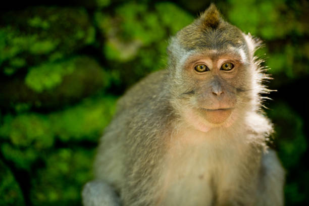 istock Close up portrait monkey in the Monkey forest. Ubud, Bali, Indonesia. 1217342770
