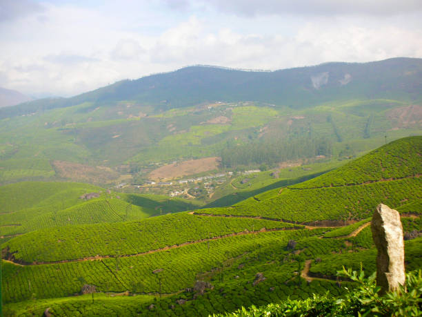istock View of a tea garden 1217344519