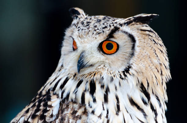 Eurasian eagle-owl stock photo