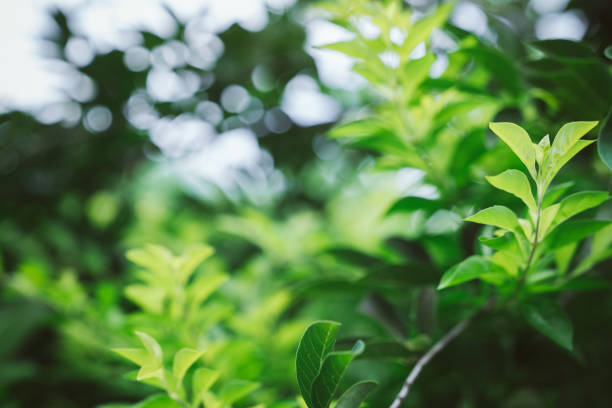 istock Tree leaves on the green blurred background 1217344902