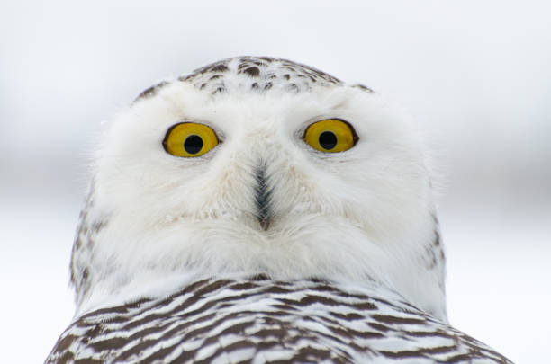 снежная сова - owl snowy owl snow isolated стоковые фото и изображения