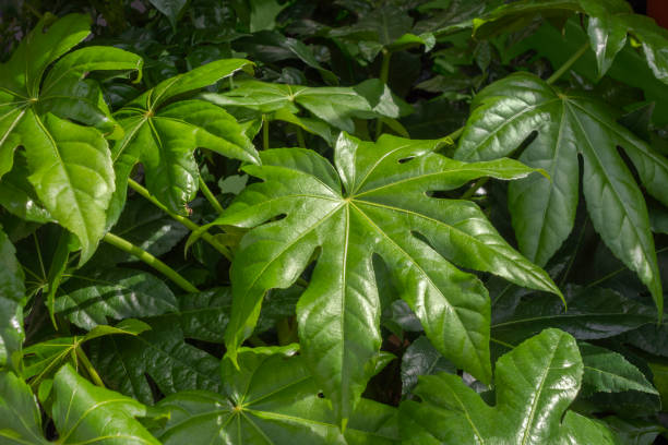 paperplant leaves