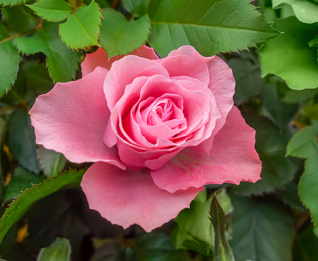 pink rose flower closeup in natural back