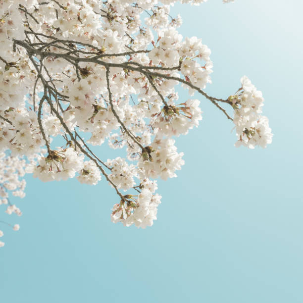 istock Pink cherry blossoms and blue sky 1217346572