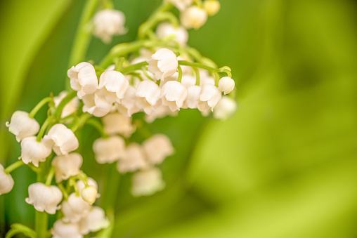 Lily of the valley flower close up, green nature background. May 1st, Labor Day symbol