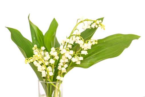 Bouquet of Lily of the valley flower blossoms, isolated on white background. May 1st, Labor Day symbol