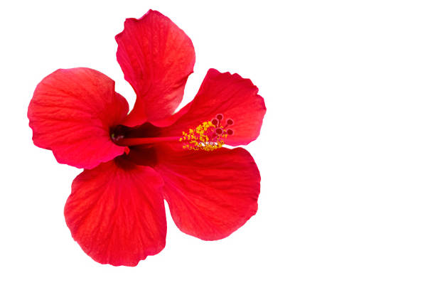 istock Hibiscus furcellatus isolated 1217348177