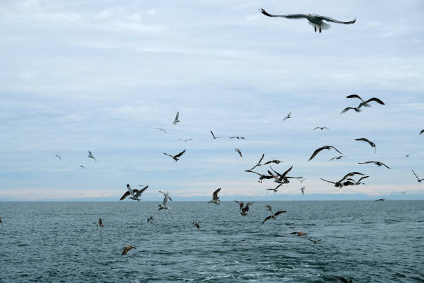 istock Different types of seagulls in the sky. 1217348341