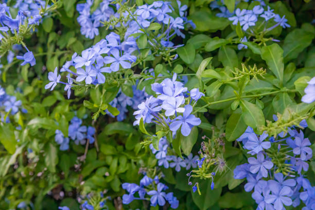 istock A lot of small blue flowers 1217348405