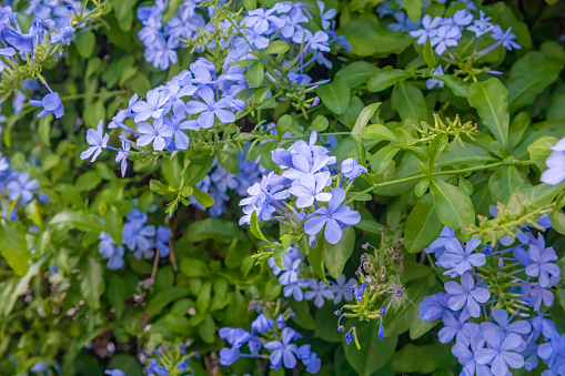 Plumbago europaea, also known as the common leadwort, is a plant species in the genus Plumbago found in the Mediterranean Basin and Central Asia