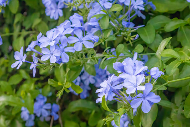 istock A lot of small blue flowers 1217348437