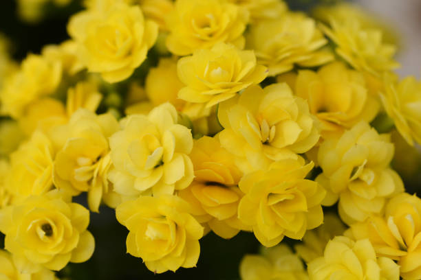 istock Yellow Florist kalanchoe 1217348471