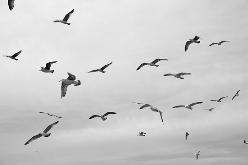 Different types of seagulls in the sky. Birds fly behind a fishing boat. Animals catch small fish. Black Sea. Spring, day, overcast.