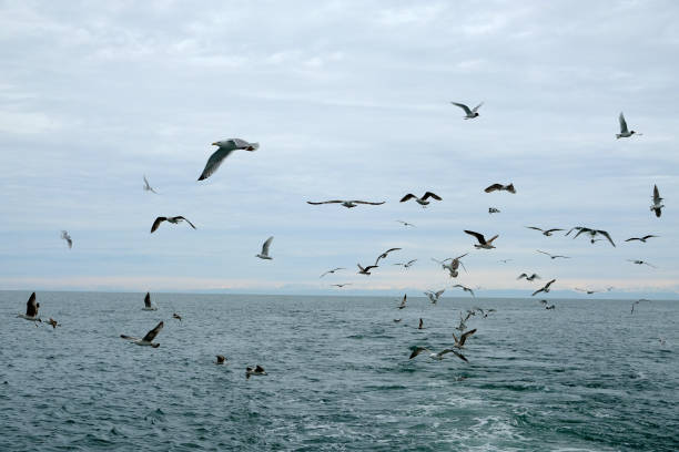 istock Different types of seagulls in the sky. 1217348737