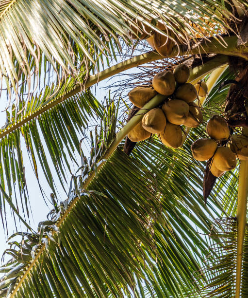 istock King Coconut Plantation Tree fruits Yellow bunches palm coco Sri Lanka 1217349727