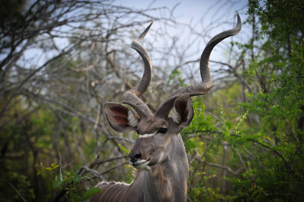 Kudu a magnificient male exemplar in Kruger National Park kudu stock pictures, royalty-free photos & images