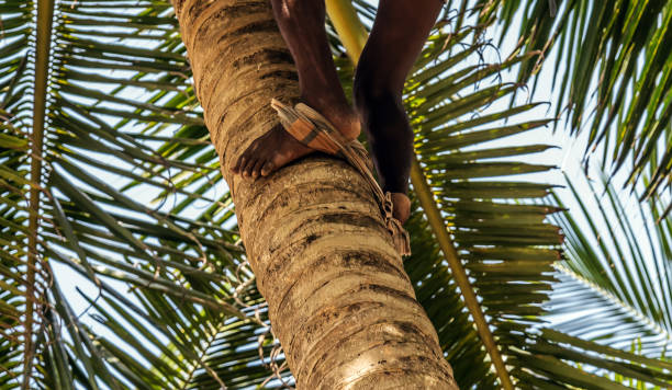 istock Man Climbing Cocos coconut palm tree trunk. King Coconut trees in Sri Lanka 1217349998