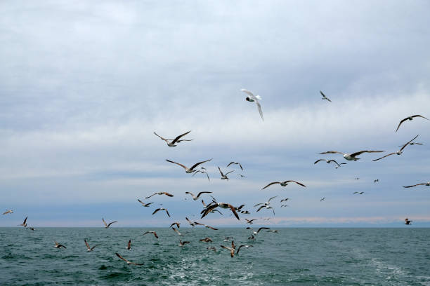 istock Different types of seagulls in the sky. 1217350188