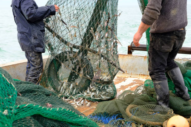 istock Sailors pull the trawl with the catch onto the deck of the seiner 1217351012