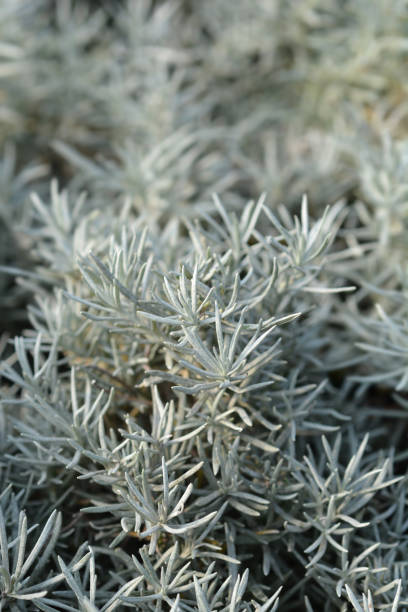 istock Italian everlasting leaves 1217351624