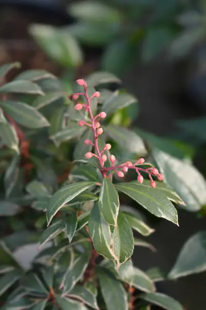 Japanese pieris Little Heath - Latin name - Pieris japonica Little Heath