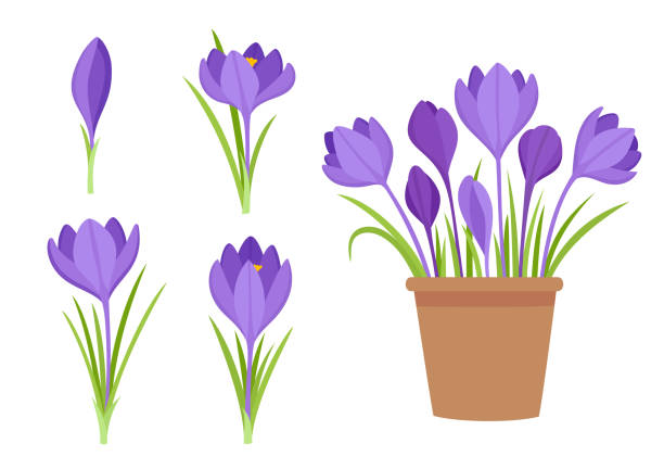 ilustraciones, imágenes clip art, dibujos animados e iconos de stock de conjunto vectorial de flores y flores de azafrán violeta en maceta - crocus