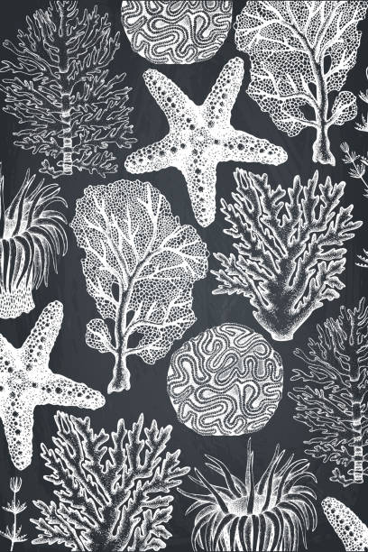 黒板に海藻カードのデザイン - soft coral illustrations点のイラスト素材／クリップアート素材／マンガ素材／アイコン素材