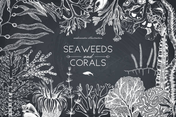 黒板に海藻カードのデザイン - soft coral illustrations点のイラスト素材／クリップアート素材／マンガ素材／アイコン素材