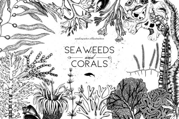 Seaweeds wedding design Vector frame with hand drawn black corals, fish, stars sketch. Vintage background with underwater natural elements. Decorative sealife illustration isolated on white. Wedding design. animal brain stock illustrations