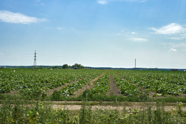 Cultivation of cucumbers in fields. The concept of growing organic vegetables