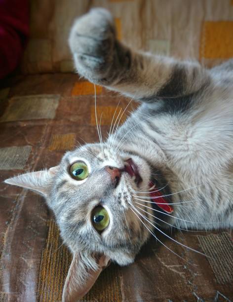 istock Domestic gray cat plays on an old sofa 1217357109