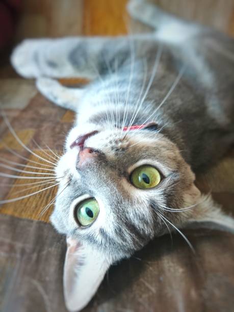 istock Domestic gray cat plays on an old sofa 1217357176