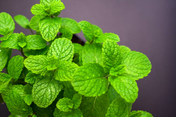 istock Fresh mint leaves on a dark background. 1217358720