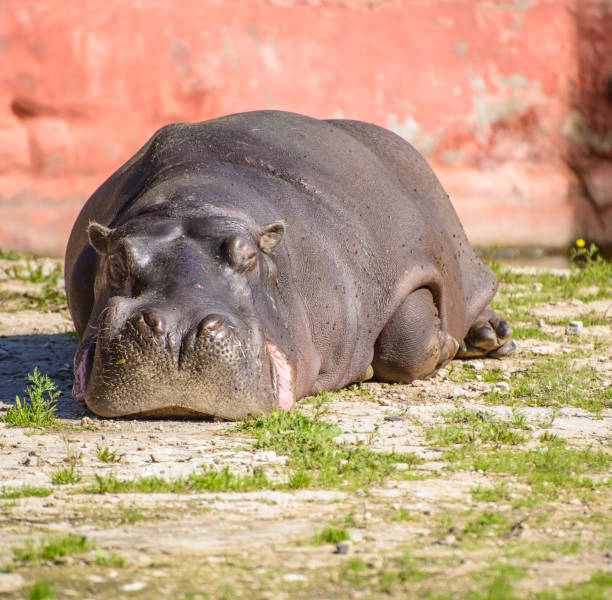 large hippo resting under sunlight - hippopotamus amphibian sleeping hippo sleeping imagens e fotografias de stock