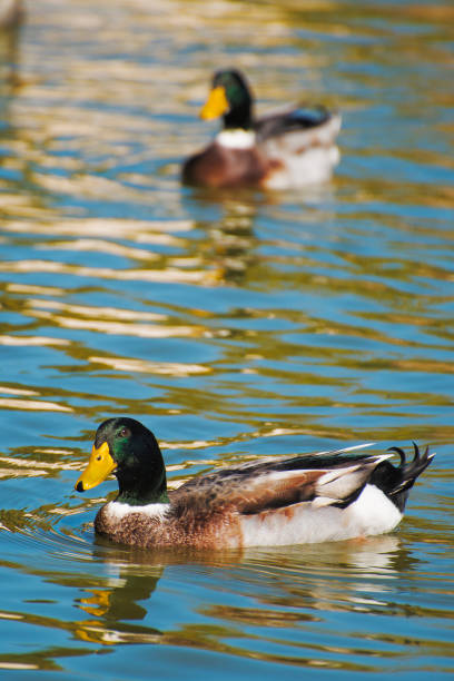 Mallard Ducks Two Mallard Ducks Swimming on a River drake male duck photos stock pictures, royalty-free photos & images