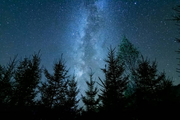 istock Starry night above the forest showing the milky way 1217362038