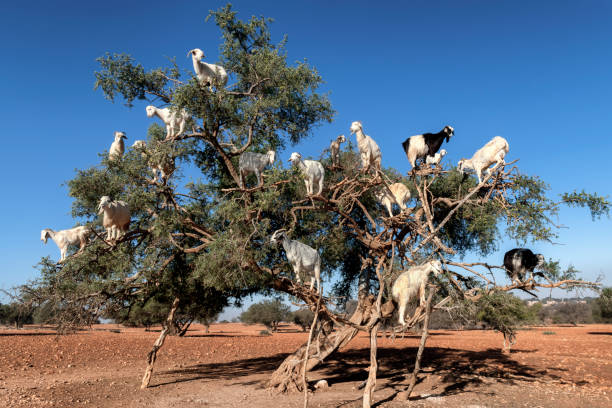White goats on an Argan tree eating leaves, Essaouira, Morocco. stock photo